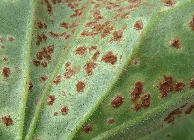 Pelargonium rust – cinnamon-brown pustules on the lower leaf surface. Copyright of AHDB